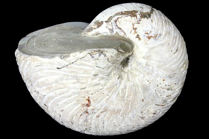 Fossil Nautilus (Cymatoceras) - Madagascar #127150